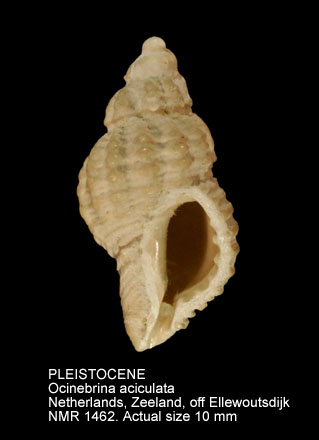 PLEISTOCENE Ocinebrina aciculata.jpg - PLEISTOCENE Ocinebrina aciculata (Lamarck,1822)